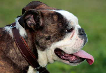 Hundebetreuung Friedrichshain 1